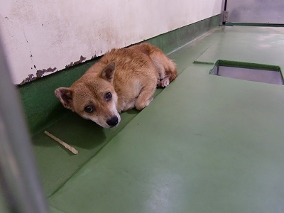 とらきち の ねこさん日記