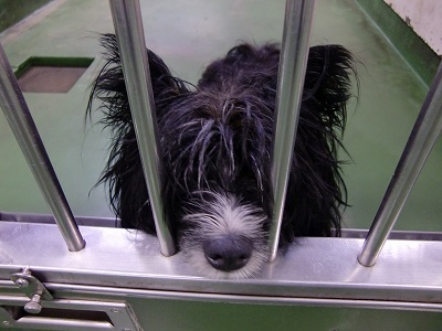 とらきち の ねこさん日記