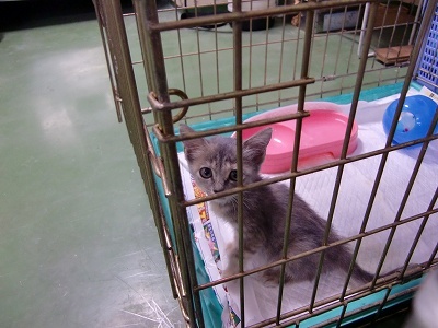 とらきち の ねこさん日記