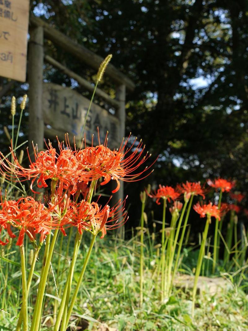 茨城県　行方市麻生商工会-西蓮寺2009彼岸花 010
