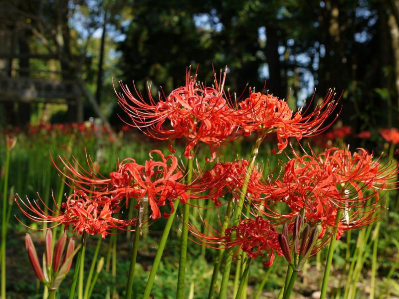 彼岸花の花言葉を知っていますか あなたひとり愛す一途な愛の花 西蓮寺の秋の大法要 行方市商工会