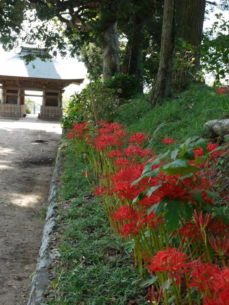 彼岸花 想うはあなた一人 また会う日を楽しみに の花言葉 人を愛する心や夢 行方市商工会