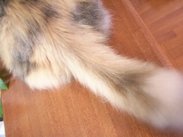尻尾