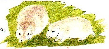 手稲山・発寒川からの手紙