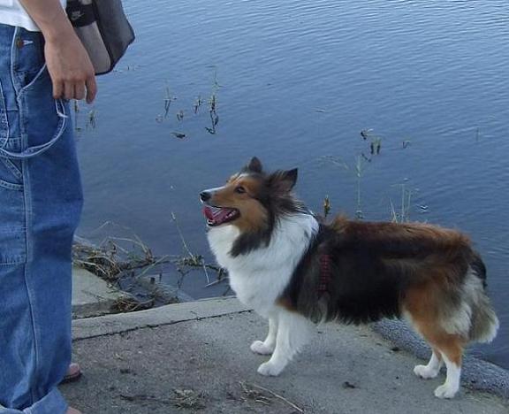 ★* charmmy *★ ’room゚・:,。゚・:,。☆大切な命☆-チャッピー(シェルティ) ♀ 5歳