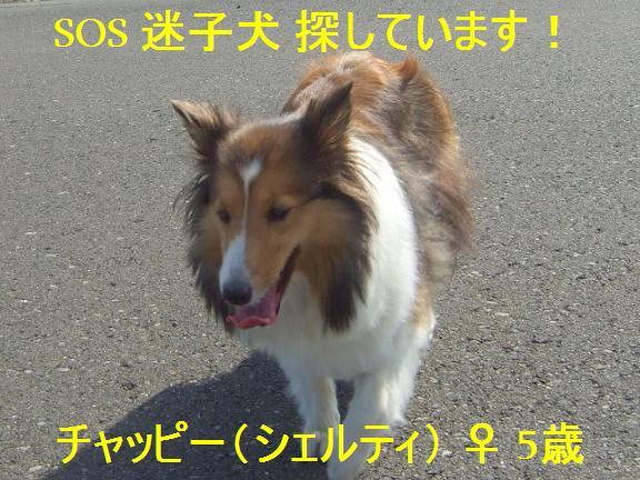 ★* charmmy *★ ’room゚・:,。゚・:,。☆大切な命☆-チャッピー(シェルティ) ♀ 5歳