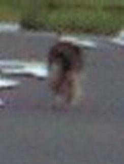 ★* charmmy *★ ’room゚・:,。゚・:,。☆大切な命☆