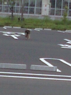 ★* charmmy *★ ’room゚・:,。゚・:,。☆大切な命☆