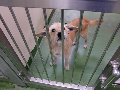 とらきち の ねこさん日記