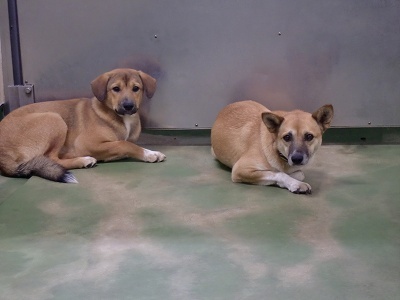 とらきち の ねこさん日記