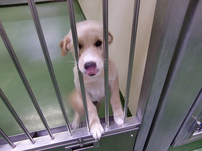 とらきち の ねこさん日記