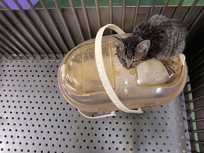 とらきち の ねこさん日記