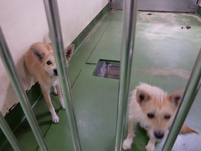 とらきち の ねこさん日記