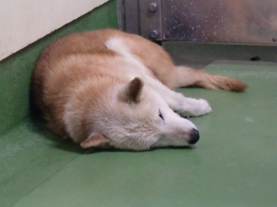 とらきち の ねこさん日記