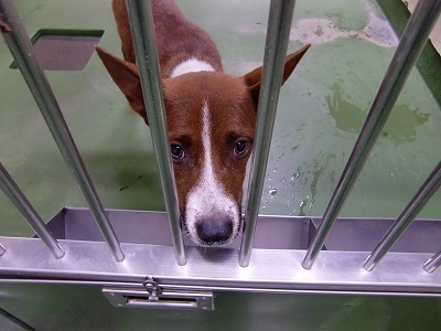 とらきち の ねこさん日記