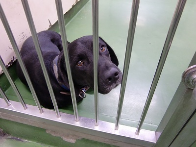 とらきち の ねこさん日記