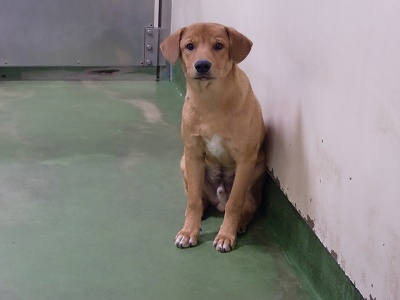 とらきち の ねこさん日記