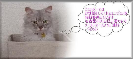 ★* charmmy *★ ’roomﾟ･:,｡ﾟ･:,｡☆大切な命☆