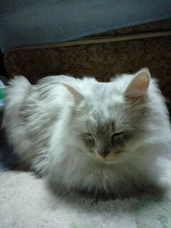 ★* charmmy *★ ’roomﾟ･:,｡ﾟ･:,｡☆大切な命☆