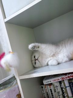 ★* charmmy *★ ’roomﾟ･:,｡ﾟ･:,｡☆大切な命☆