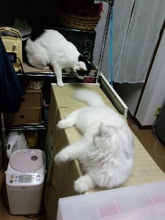 ★* charmmy *★ ’roomﾟ･:,｡ﾟ･:,｡☆大切な命☆