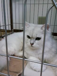 ★* charmmy *★ ’roomﾟ･:,｡ﾟ･:,｡☆大切な命☆