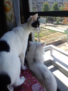 ★* charmmy *★ ’roomﾟ･:,｡ﾟ･:,｡☆大切な命☆