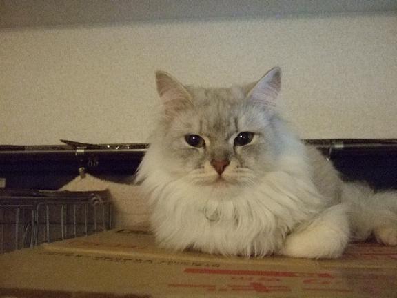 ★* charmmy *★ ’roomﾟ･:,｡ﾟ･:,｡☆大切な命☆