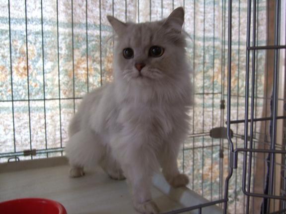 ★* charmmy *★ ’roomﾟ･:,｡ﾟ･:,｡☆大切な命☆