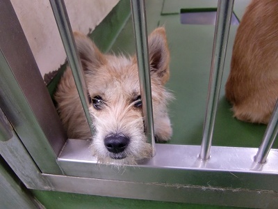 とらきち の ねこさん日記