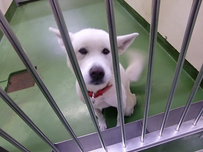 とらきち の ねこさん日記