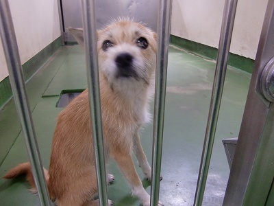 とらきち の ねこさん日記