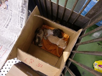 とらきち の ねこさん日記