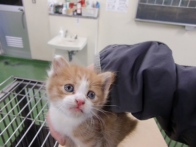 とらきち の ねこさん日記