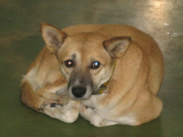 長崎保健所迷子犬リスト