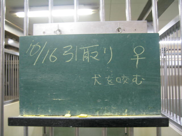 長崎保健所迷子犬リスト