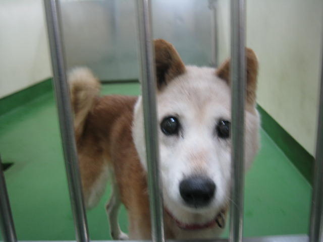 長崎保健所迷子犬リスト