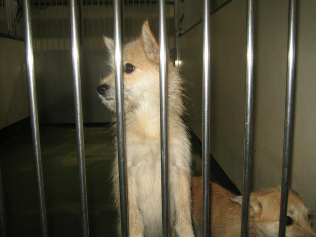 長崎保健所迷子犬リスト