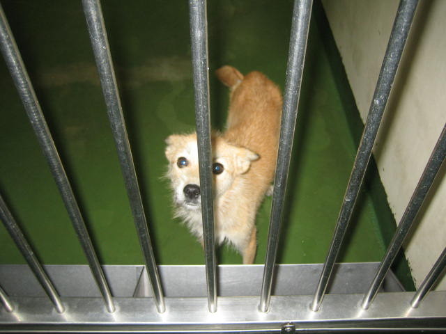 長崎保健所迷子犬リスト