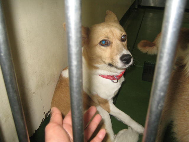 長崎保健所迷子犬リスト