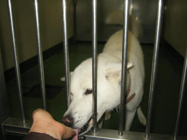 長崎保健所迷子犬リスト