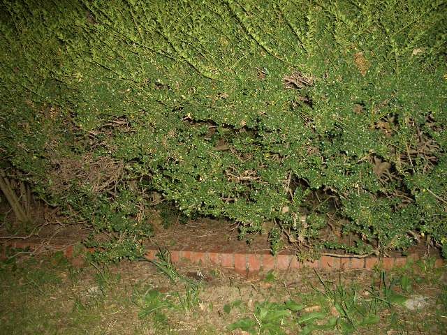 kokoさくらのブログ border=