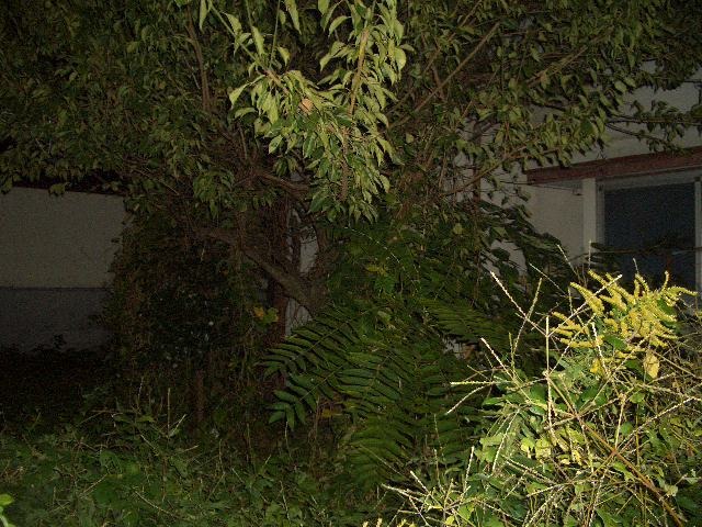 kokoさくらのブログ border=