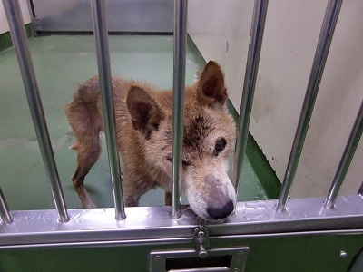 とらきち の ねこさん日記