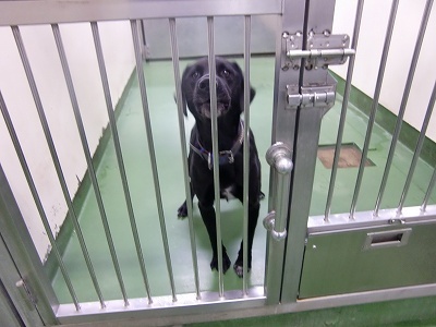 とらきち の ねこさん日記