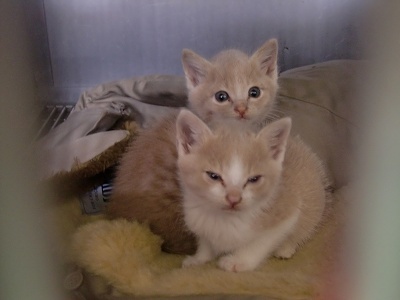 とらきち の ねこさん日記