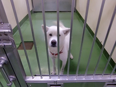 とらきち の ねこさん日記