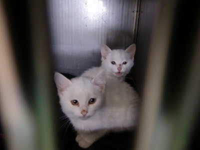 とらきち の ねこさん日記