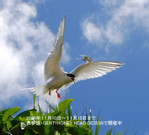 見ると幸せになれるPhoto