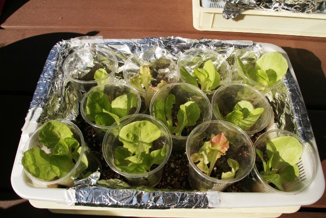 サラリーマンの気ままな家庭菜園